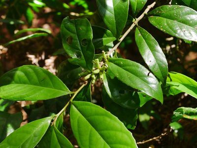 Symplocos theifolia, photographed by Jacy Chen