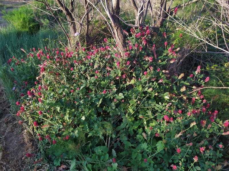 Sulla coronaria, photographed by carnifex