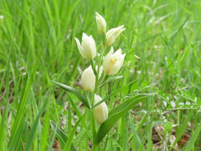 Cephalanthera damasonium, photographed by Emanuele Santarelli