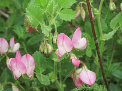 Ononis rotundifolia, photographed by Emanuele Santarelli