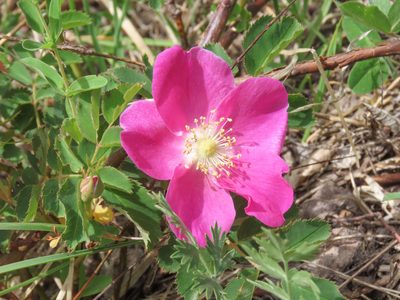 Rosa pendulina, photographed by Emanuele Santarelli