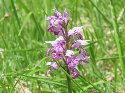 Orchis militaris, photographed by Emanuele Santarelli