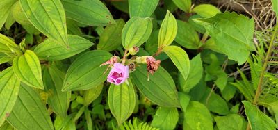 Melastoma malabathricum, photographed by Sandy