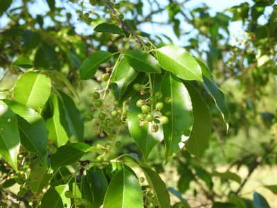 Prunus serotina, photographed by Yann Kemper