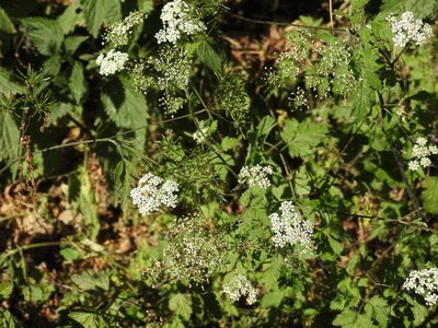 Chaerophyllum temulum, photographed by Yann Kemper