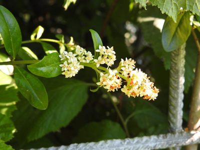 Ligustrum vulgare, photographed by Yann Kemper