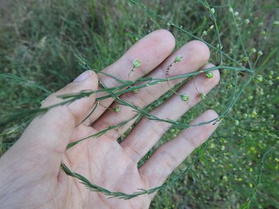 Asparagus officinalis, photographed by Yann Kemper