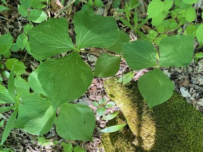 Trillium cernuum, photographed by Tom Scavo