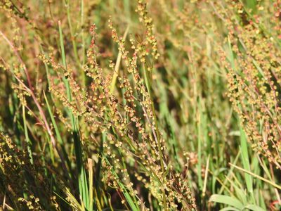 Rumex acetosella, photographed by Yann Kemper