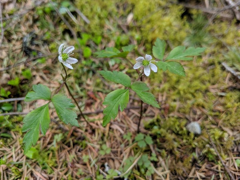 Anemonoides grayi, photographed by Timothy McNitt