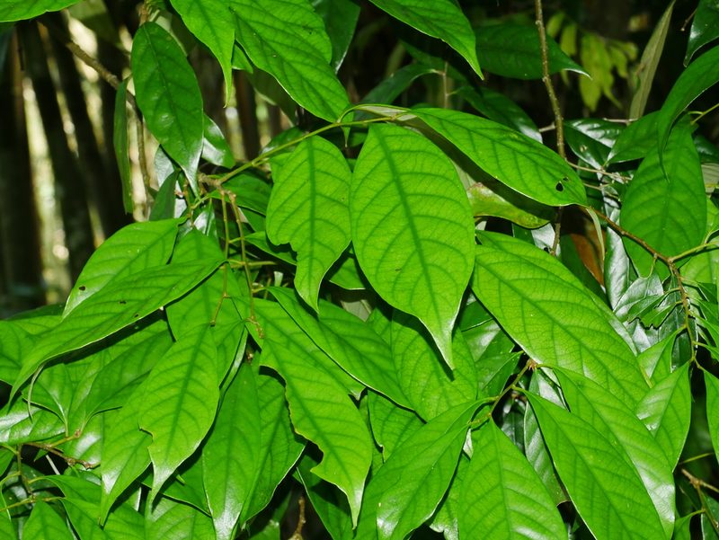 Castanopsis faberi, photographed by Jacy Chen