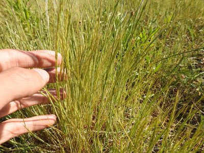 Festuca myuros, photographed by Yann Kemper