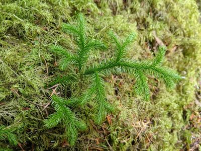 Lycopodium clavatum, photographed by Timothy McNitt
