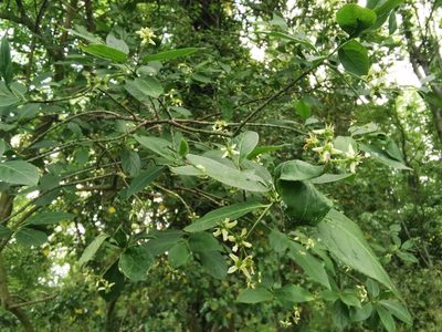 Euonymus europaeus, photographed by Rachel Webster