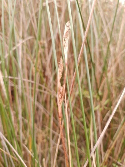 Machaerina rubiginosa, photographed by Joe Potter Butler