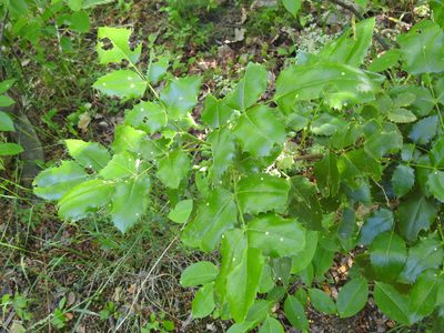 Berberis aquifolium, photographed by Yann Kemper