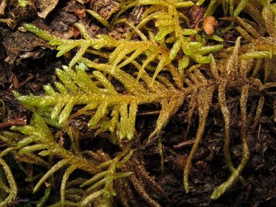Pseudoscleropodium purum, photographed by José Luis Camaño