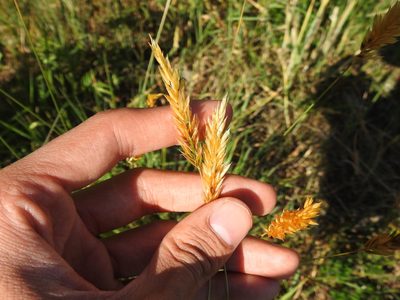 Anthoxanthum odoratum, photographed by Yann Kemper