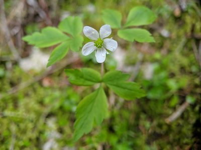 Anemonoides grayi, photographed by Timothy McNitt