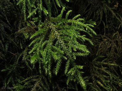 Thamnobryum alopecurum, photographed by José Luis Camaño