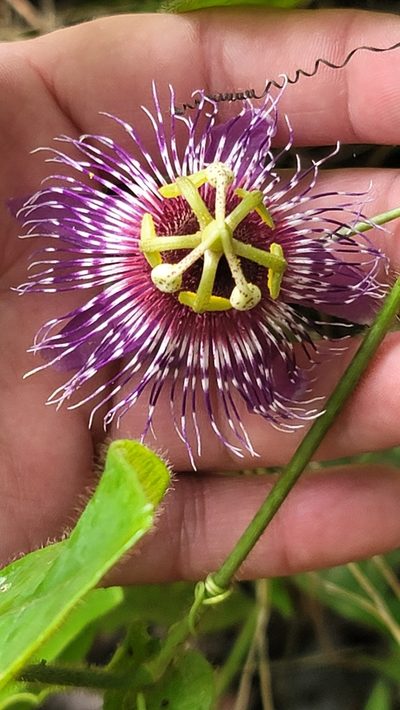 Passiflora menispermifolia, photographed by snail_hiker