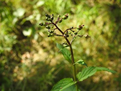 Scrophularia nodosa, photographed by Yann Kemper