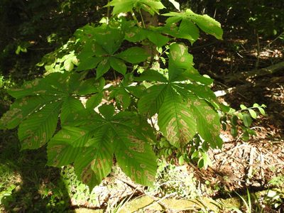Aesculus hippocastanum, photographed by Yann Kemper