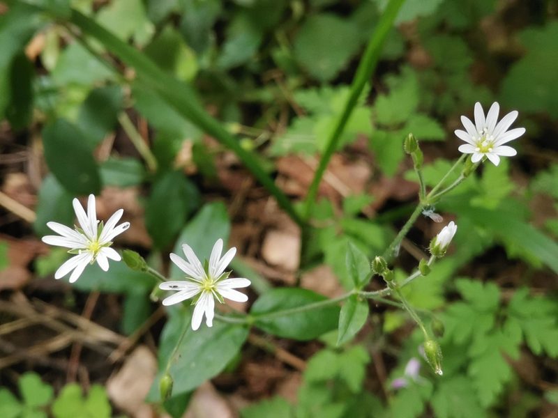 Cerastium sylvaticum, photographed by Ljaž