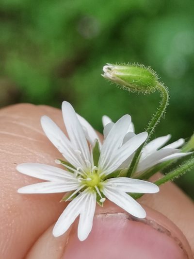 Cerastium sylvaticum, photographed by Ljaž