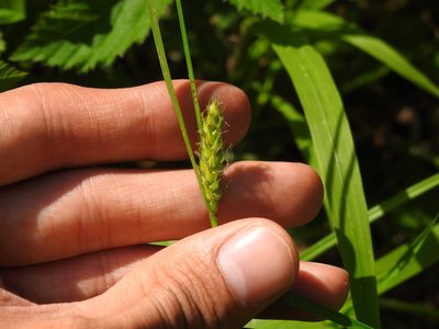 Carex hirta, photographed by Yann Kemper