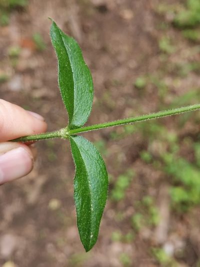 Cerastium sylvaticum, photographed by Ljaž