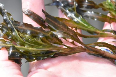Potamogeton crispus, photographed by Марина Садыкова