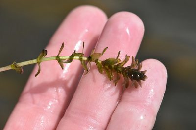 Elodea canadensis, photographed by Марина Садыкова