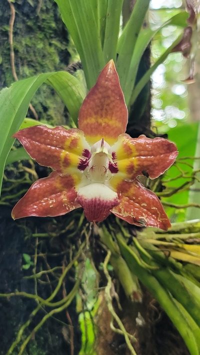 Huntleya burtii, photographed by snail_hiker