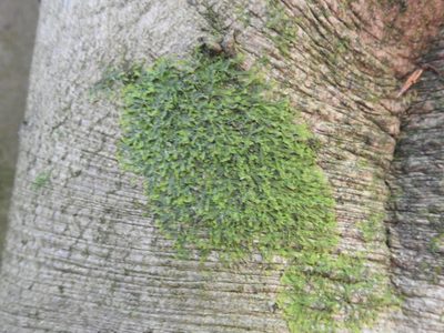 Metzgeria furcata, photographed by Yann Kemper