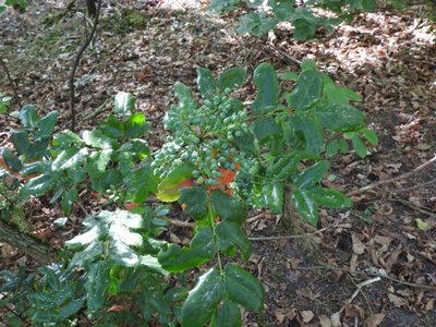 Berberis aquifolium, photographed by Yann Kemper