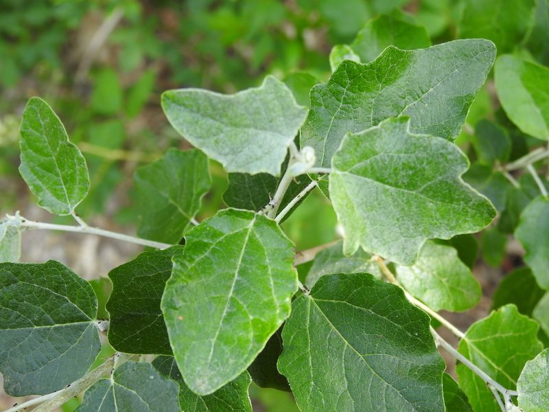 Populus alba, photographed by Yann Kemper