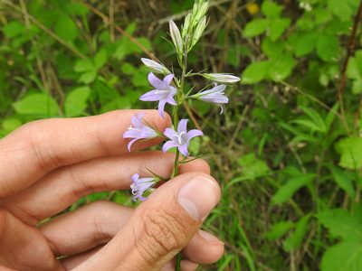 Campanula rapunculus, photographed by Yann Kemper