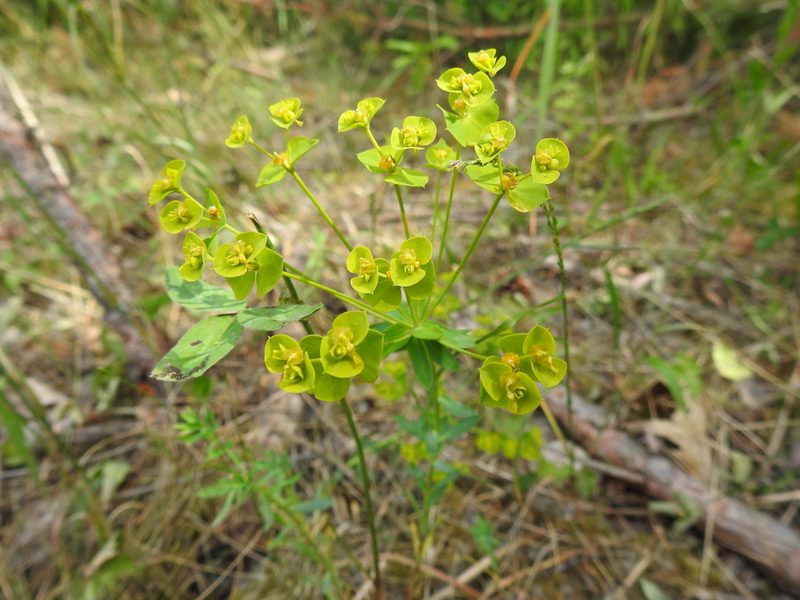 Euphorbia seguieriana, photographed by Yann Kemper