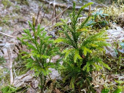 Dendrolycopodium dendroideum, photographed by Timothy McNitt