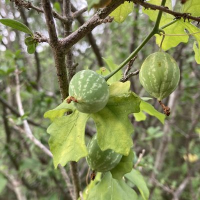 Ibervillea lindheimeri, photographed by Nathan Walther