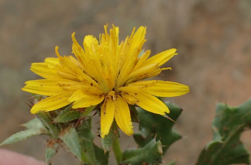 Cuspidia cernua, photographed by Nicola van Berkel