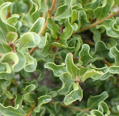 Euclea undulata, photographed by Nicola van Berkel