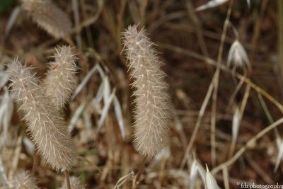 Trifolium angustifolium, photographed by davidfdz_b82