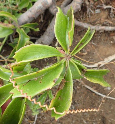 Cyphostemma quinatum, photographed by Nicola van Berkel