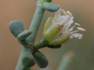 Zygophyllum chrysopteron, photographed by Nicola van Berkel