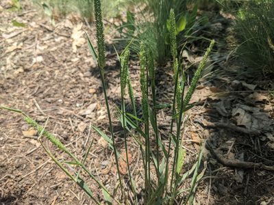 Phleum phleoides, photographed by Zoltán Stekkelpak
