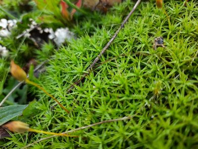 Polytrichum formosum, photographed by Niki Hubbard