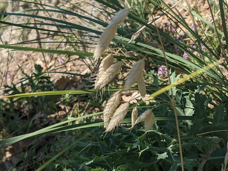Bromus squarrosus, photographed by Zoltán Stekkelpak