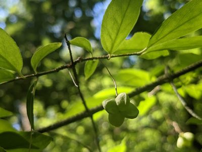 Euonymus verrucosus, photographed by Zoltán Stekkelpak